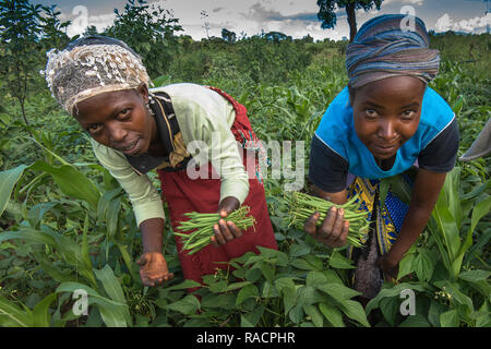 La récolte de féveroles à Machakos, Kenya, Afrique de l'Est, l'Afrique Banque D'Images