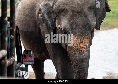 Les éléphants à pied près de jeeps à Uda Walawa safari parc National au Sri Lanka. Banque D'Images