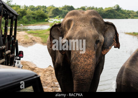 Les éléphants à pied près de jeeps à Uda Walawa safari parc National au Sri Lanka. Banque D'Images