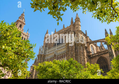 Le baroque gothique beffroi Giralda de la Cathédrale de Séville vu de Patio de los Naranjos, UNESCO World Heritage Site, Séville, Andalousie, Espagne, Europe Banque D'Images