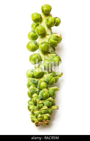 Tige de choux de bruxelles frais isolé sur un fond blanc studio. Banque D'Images