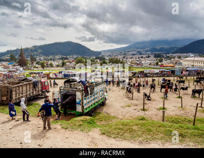 Samedi, le marché du bétail Otavalo, dans la province d'Imbabura, Équateur, Amérique du Sud Banque D'Images