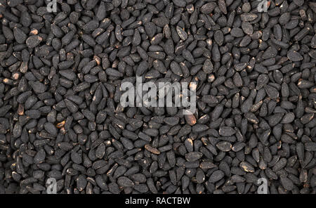 Close up photo de cumin noir (Nigella Sativa) seeds. Banque D'Images