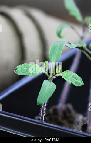 Tomate trois plants poussant dans un magasin de jardinage et prêts à être plantés. L'extrême profondeur de champ avec selective focus on plante en premier plan Banque D'Images