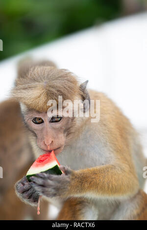 Le macaque à Toque Lagon de Negombo, Sri Lanka Banque D'Images