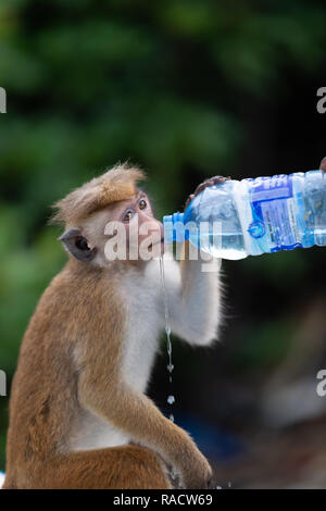 Le macaque à Toque Lagon de Negombo, Sri Lanka Banque D'Images