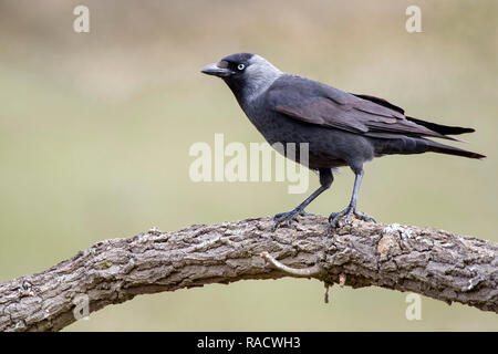 Western Jackdaw (Corvus monedula) reposant sur une branche dans son habitat Banque D'Images