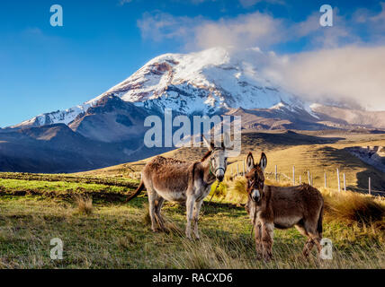 Les ânes et Volcan Chimborazo, province de Chimborazo, Équateur, Amérique du Sud Banque D'Images