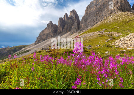 La floraison à la base des Trois Cimes de Lavaredo, Dolomites de Sesto (Sexten), province de Belluno, Vénétie, Italie, Europe Banque D'Images