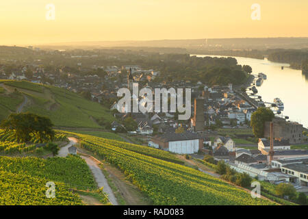 Vignobles et Rhin au lever du soleil, Rudesheim, Rhénanie-Palatinat, Allemagne, Europe Banque D'Images