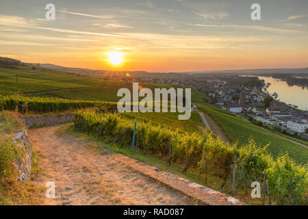 Vignes au lever du soleil, Rudesheim, Rhénanie-Palatinat, Allemagne, Europe Banque D'Images