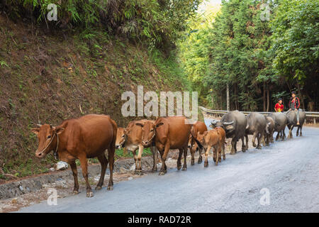 Les jeunes garçons vietnamiens équitation un buffle en bas de la route. Ha Giang Province Ha Giang en boucle, au Vietnam, en Asie Banque D'Images