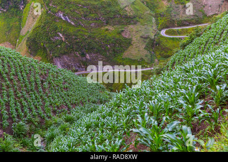 Rangées de jeunes aux cultures de maïs poussant sur un versant raide. Ha Giang Province Ha Giang, Boucle, Vietnam, Asie Banque D'Images