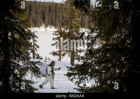 En étudiant le Cours sur la guerre d'hiver de base suédoise effectue un mouvement de mars sur les skis pendant le domaine d'entraînement à Avidsjaur, Suède, le 30 janvier 2016. Les Marines américains ont participé à l'aide d'un programme national de formation qui a porté sur la survie par temps d'hiver et sa capacité à effectuer des opérations d'infanterie et de diriger de petites unités par temps froid. Banque D'Images