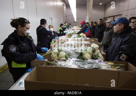 U.S. Customs and Border Protection Spécialiste de l'Agriculture inspection à fleurs importées un port de Miami d'entrée le 31 janvier 2017. Banque D'Images