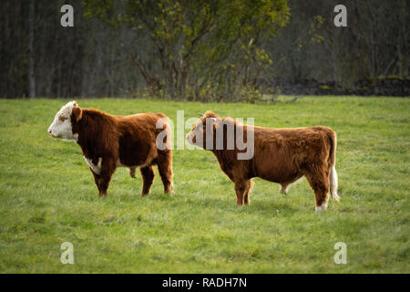 Deux yak écossais vaches sauvages sur champ vert. Îles Pakri, Estonie. Banque D'Images