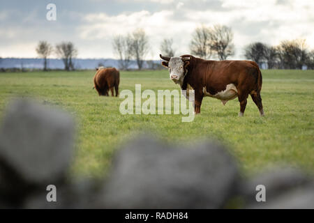 Deux yak écossais vaches sauvages sur champ vert. Îles Pakri, Estonie. Banque D'Images