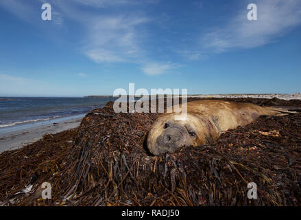 Close-up d'un éléphant de mer du sud (Mirounga leonina) couché dans le tas de mauvaises herbes de mer sur les zones côtières sont des îles Falkland. Banque D'Images