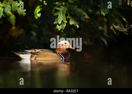 Canard Mandarin, largement considéré comme le plus beau canard, nager dans l'étang sur une journée ensoleillée, au Royaume-Uni. Banque D'Images