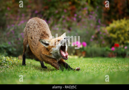 Close-up of a red fox bâillement après avoir pris une sieste dans le jardin urbain, été au Royaume-Uni. Banque D'Images