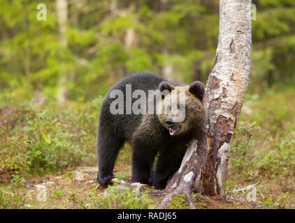 Close up of Eurasian brown bear cub comité permanent par un bouleau dans la forêt, en Finlande. Banque D'Images