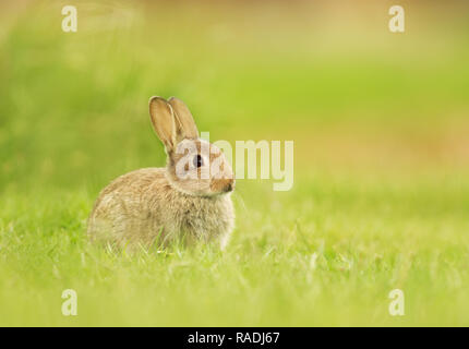 Close-up of a wild jeune lapin assis dans la prairie, au Royaume-Uni. Banque D'Images