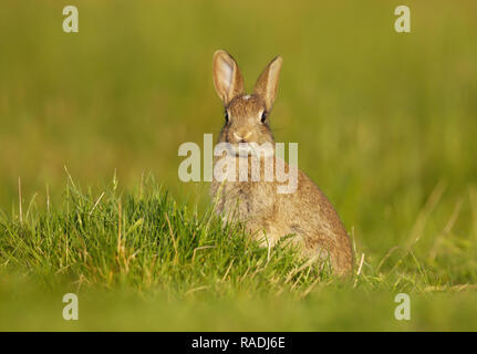 Close-up of a wild jeune lapin assis dans la prairie, au Royaume-Uni. Banque D'Images