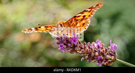 Il s'agit d'une image de la belle dame papillon, Vanessa cardui se nourrissant de lavande. Ces papillons ont connu une des plus longues migrations. Banque D'Images
