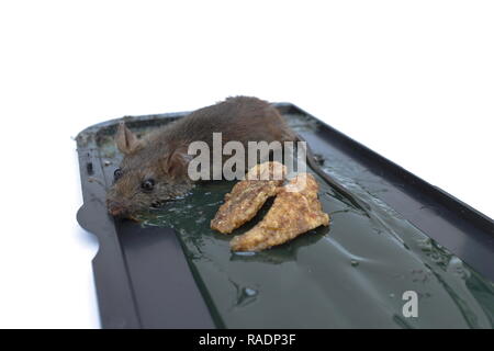 Un petit rat a été pris sur la colle mousetrap isolé sur un fond blanc. Banque D'Images