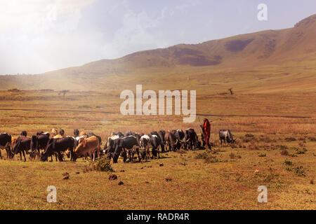 Zanzibar, Tanzanie - le 13 janvier 2017. Shepard Maasai avec des vaches dans le Parc National du Serengeti. Banque D'Images