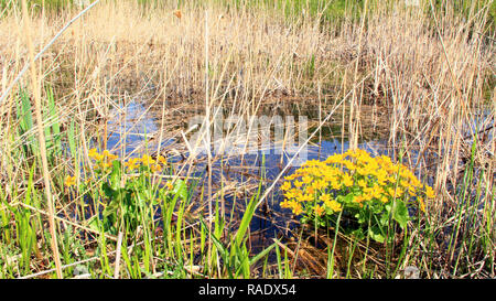 Caltha palustris de plus en marais. Les fleurs du printemps. Marsh Marigold fleurs. Fleurs jaunes de Populage des marais. La floraison des plantes de couleur or au début de l'IRSS Banque D'Images