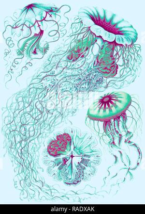 Illustration montrant quatre différents types de méduses. Discomedusae. - Schweibenquallen, 1 gravure : lithographie couleur, repensé Banque D'Images