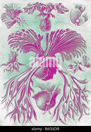 L'illustration montre les fougères. Filicinae. - Laubfarne, 1 : impression photomécanique couleur feuille , 36 x 26 cm., 1904. Ernst repensé