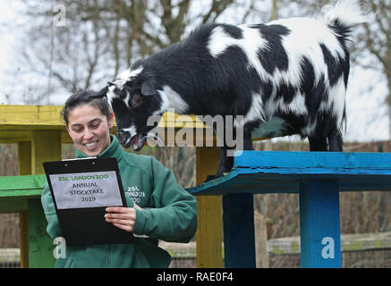 Chèvres pygmées sont dénombrées lors de l'inventaire annuel au ZSL Zoo de Londres dans le centre de Londres. Banque D'Images