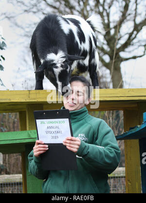 Chèvres pygmées sont dénombrées lors de l'inventaire annuel au ZSL Zoo de Londres dans le centre de Londres. Banque D'Images