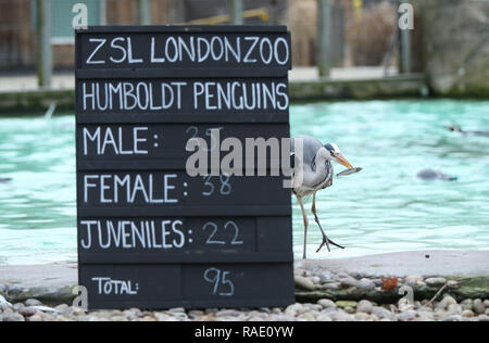 Un héron attrape un poisson pendant le comptage des pingouins de Humboldt au bilan annuel au ZSL Zoo de Londres dans le centre de Londres. Banque D'Images