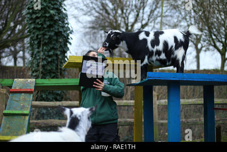 Chèvres pygmées sont dénombrées lors de l'inventaire annuel au ZSL Zoo de Londres dans le centre de Londres. Banque D'Images