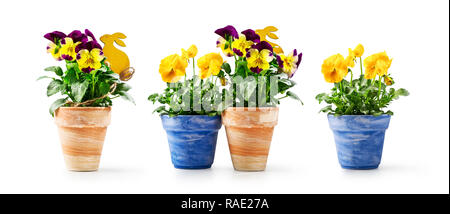 Fleur et lapin de Pâques dans la collection flowerpot isolé sur fond blanc. Jardin de printemps fleur jaune Viola tricolor comme maison de vacances présent Banque D'Images