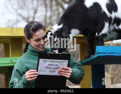 Chèvres pygmées sont dénombrées lors de l'inventaire annuel au ZSL Zoo de Londres dans le centre de Londres. Banque D'Images