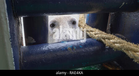 L'ours polaire (Ursus maritimus) à par une ouverture de pont du navire, l'archipel du Svalbard, Norvège, Europe, de l'Arctique Banque D'Images