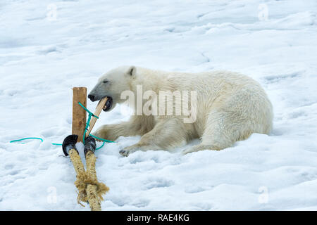 L'ours polaire (Ursus maritimus) inspection et à mâcher sur le poteau d'un navire d'expédition, l'archipel du Svalbard, Norvège, Europe, de l'Arctique Banque D'Images