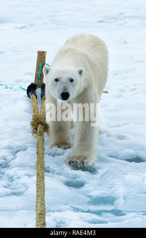 L'ours polaire (Ursus maritimus) inspection du pôle d'un navire d'expédition, l'archipel du Svalbard, Norvège, Europe, de l'Arctique Banque D'Images