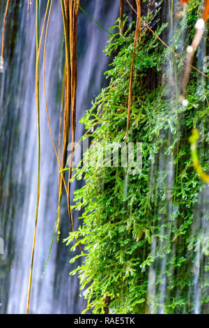 Moss et de la végétation entre les eaux et les pierres d'une cascade de Carrancas, Minas Gerais Banque D'Images