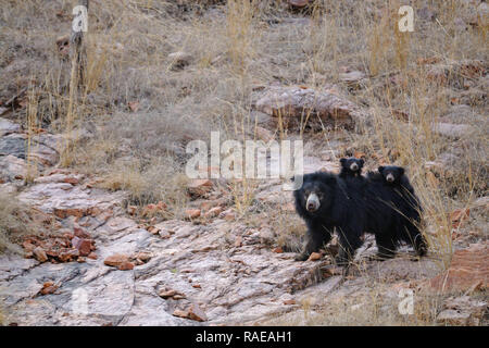 De superbes photos d'action ont capturé l'instant une maman ours en colère chassé deux tigres énormes pour protéger ses petits. Des images incroyables, montrent l'indolence b Banque D'Images