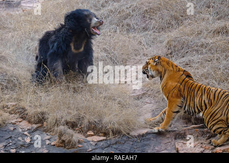 De superbes photos d'action ont capturé l'instant une maman ours en colère chassé deux tigres énormes pour protéger ses petits. Des images incroyables, montrent l'indolence b Banque D'Images