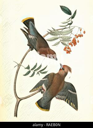 Cire à gorge-aile, ou Bohemian Chatterer. 1. Des hommes. 2. Des femmes. Service canadien (arbre)., Audubon, John James repensé Banque D'Images