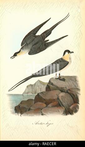 Jager de l'Arctique., Audubon, John James, 1785-1851 repensé par Gibon. L'art classique avec une touche moderne repensé Banque D'Images