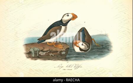 Macareux à gros bec. 1. Des hommes. 2 Femme, Audubon, John James, 1785-1851 repensé par Gibon. L'art classique avec un repensé Banque D'Images