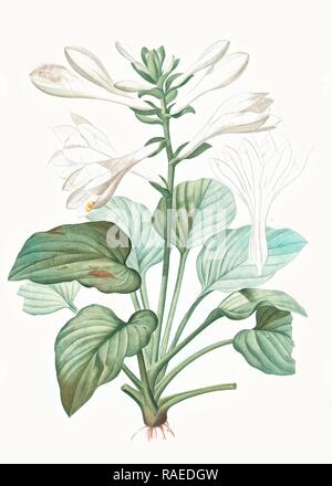 Hemerocallis Hosta plantaginea, japonica, Hémérocalle du Japon , août Lily, Lily Plaintain, Pierre Joseph Redouté, repensé Banque D'Images