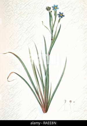 Sisyrinchium, Sisrinche bermudienne provident bermudienne, Blue-eyed grass, Redouté, Pierre Joseph, 1759-1840, les liliacees repensé Banque D'Images